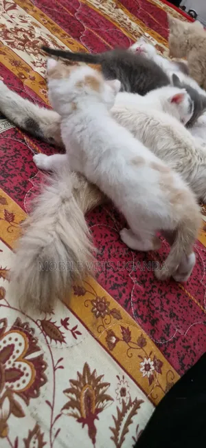 Female American Bobtail Kitten - 1-3 Months