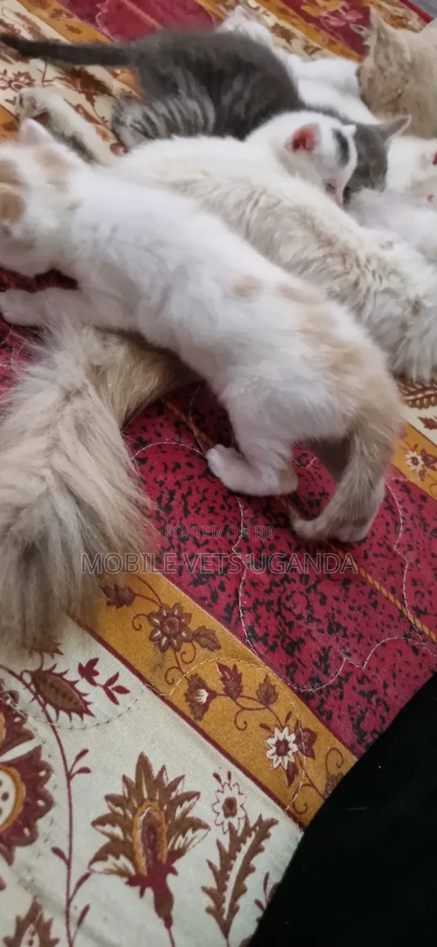Female Purebred Maine Coon Kitten (1-3 Months) - 1