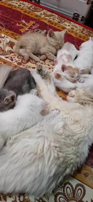 Purebred Maine Coon Kitten - 1-3 Months Old