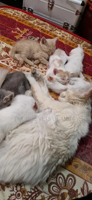 Female Purebred Maine Coon Kitten (0-1 Month)