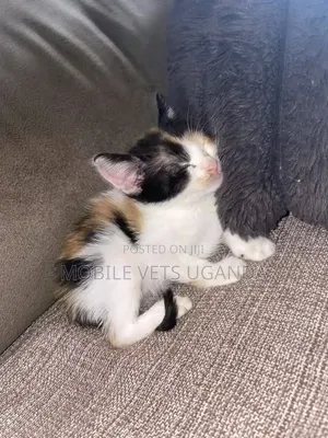 Purebred American Curl Kitten - 0-1 Month Male
