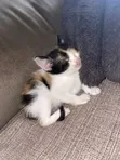 Purebred American Curl Kitten - 0-1 Month Male - 1