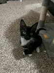 Purebred American Curl Kitten - 0-1 Month Male - 2