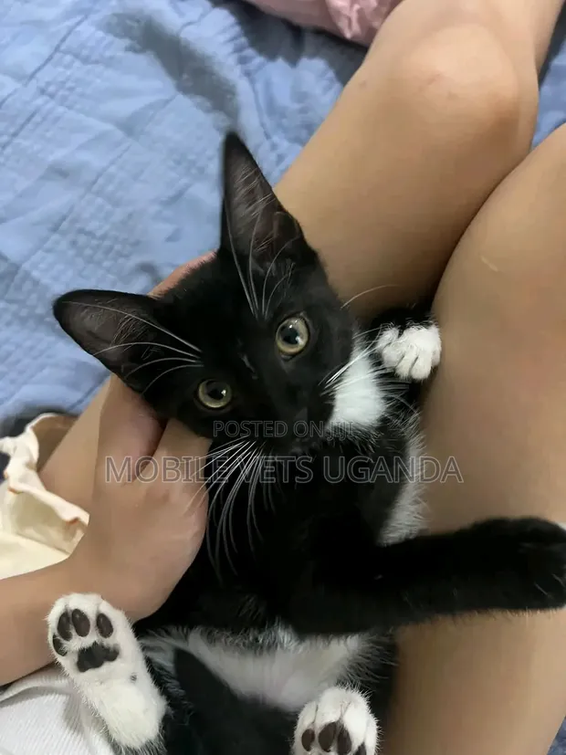 1-3 Month Female Purebred American Bobtail Kitten - 1
