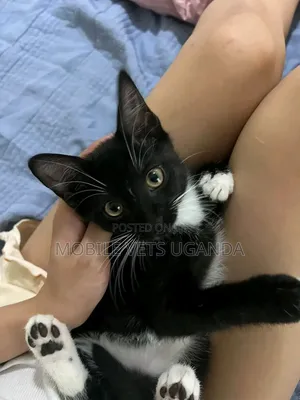 1-3 Month Female Purebred American Bobtail Kitten