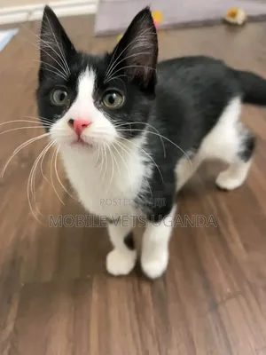 Female Purebred American Bobtail Kitten (1-3 Months)