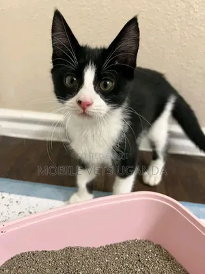 Purebred Manx Kitten - 1-3 Months Old