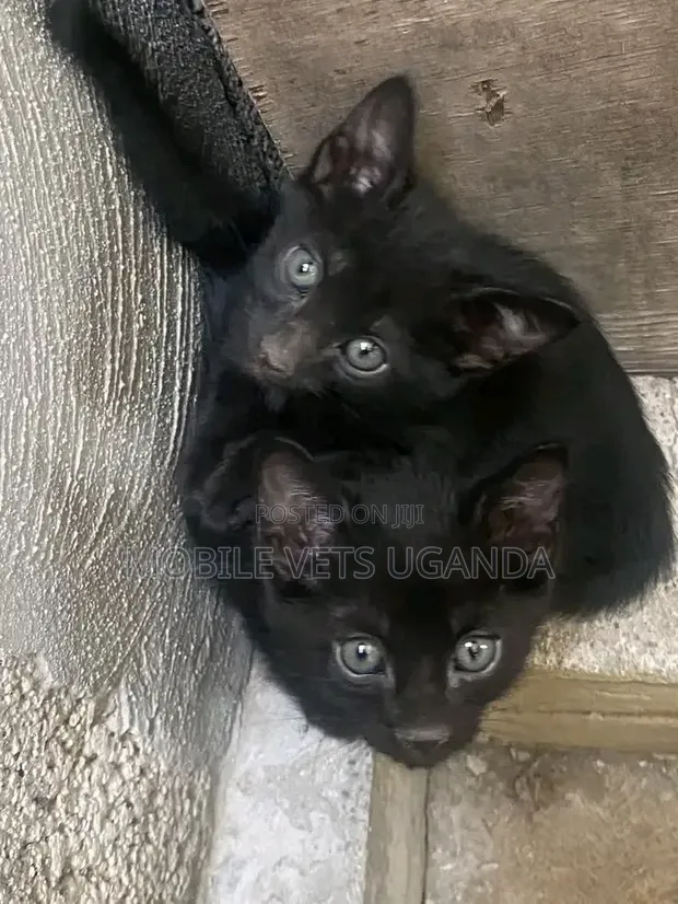 Male Exotic Kitten, 1-3 Months Old - 1