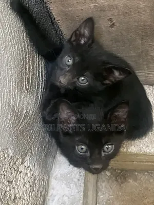 Male Exotic Kitten, 1-3 Months Old