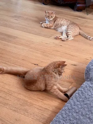 1-3 Month Male Purebred American Wirehair Kitten