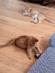 1-3 Month Male Purebred American Wirehair Kitten - 2