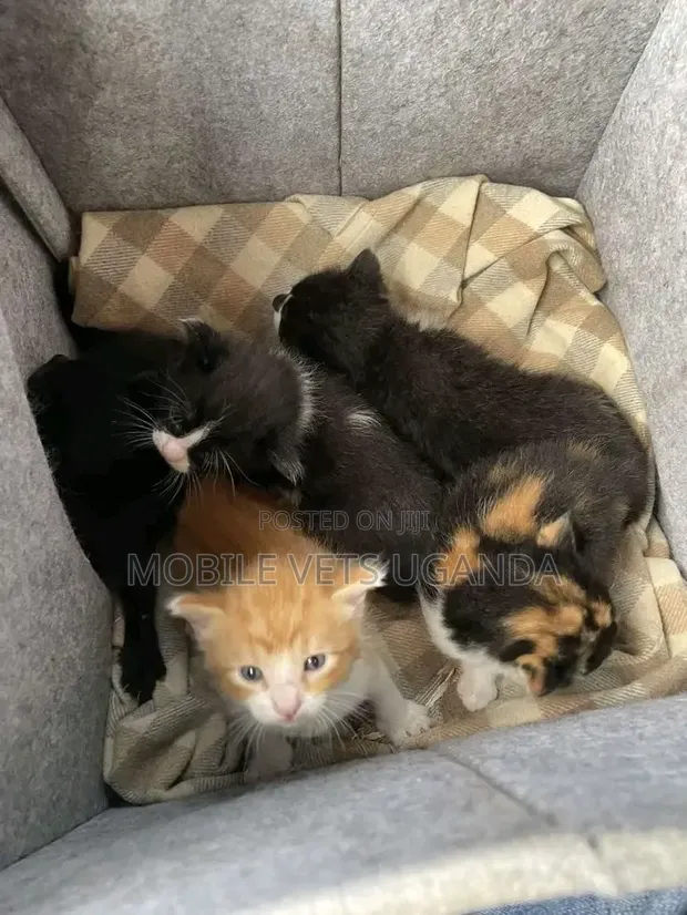 Purebred Bombay Kitten - 1-3 Months Old - 1