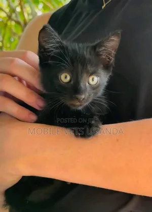 1-3 Month Old Male Purebred Balinese Kitten