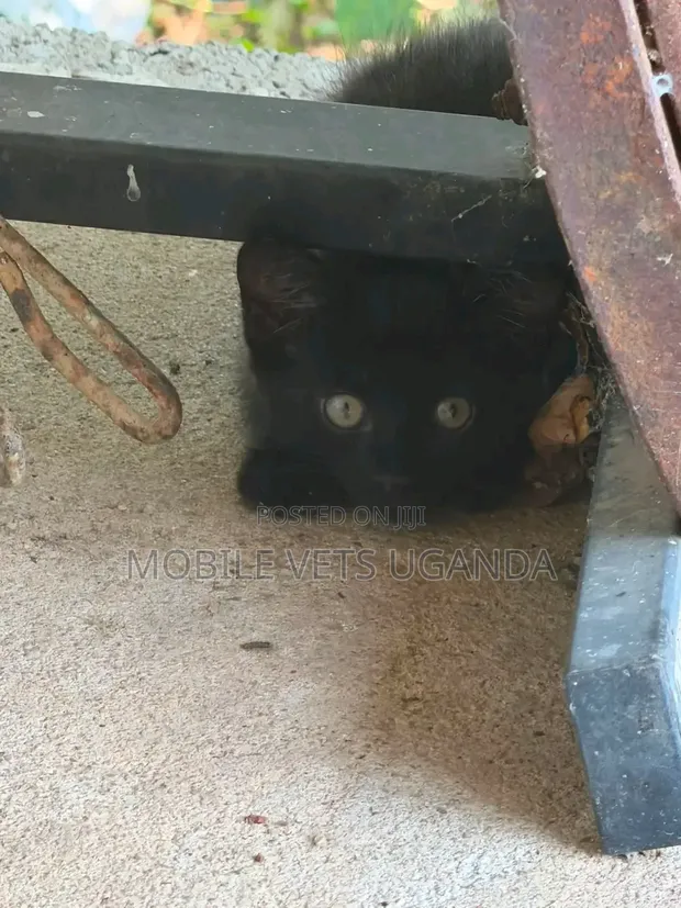 Female Nebelung Kitten (0-1 month) - 1