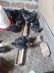 Local Chickens - 1 Month Old - 2