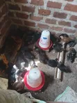 Local Chickens - 1 Month Old - 3