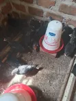 Local Chickens - 1 Month Old - 4