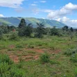 2.5 Sq Mile Farmland for Sale/Lease in Luwero, Kyankwanzi - 1