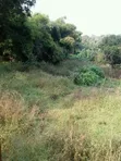 2.5 Sq Mile Farmland for Sale/Lease in Luwero, Kyankwanzi - 4