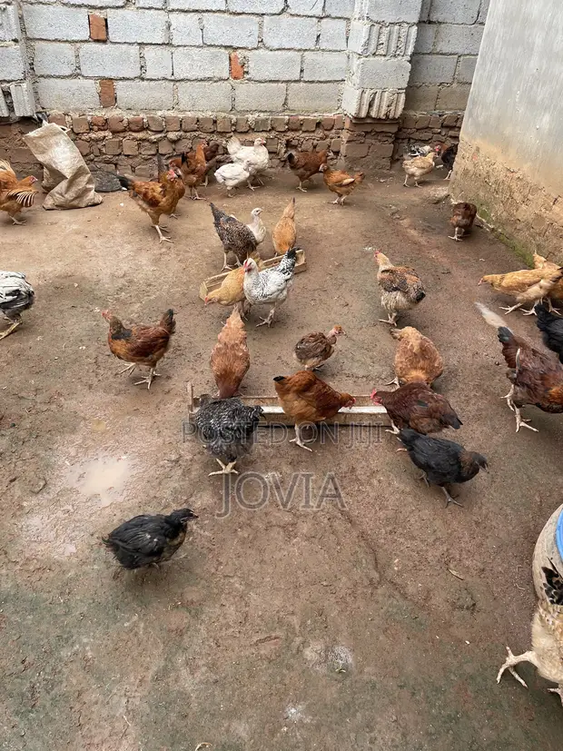 Joe Poultry Farm: Kroilers (3 Months Old) - 1