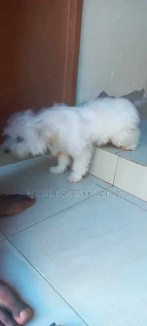 3-6 Month Male Purebred Maltese Puppy