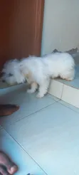 3-6 Month Male Purebred Maltese Puppy - 1