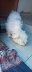 3-6 Month Male Purebred Maltese Puppy - 2