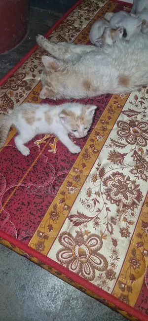 1-3 Month Male Purebred Exotic Kitten