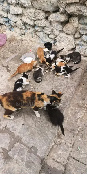 1-3 Month Male Purebred American Bobtail Kitten