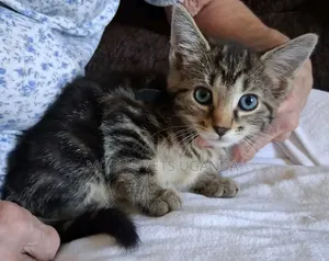 1-3 Months Male Purebred Balinese Kitten