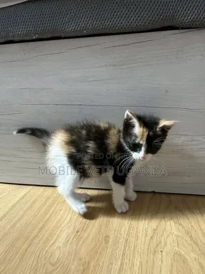Purebred Manx Kitten - 1-3 Months Old