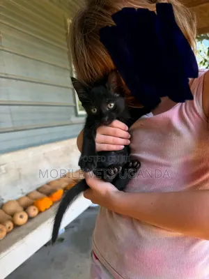 Male Purebred American Bobtail Kitten (0-1 Month)