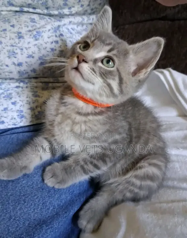 1-3 Month Male Purebred American Shorthair Kitten - 1
