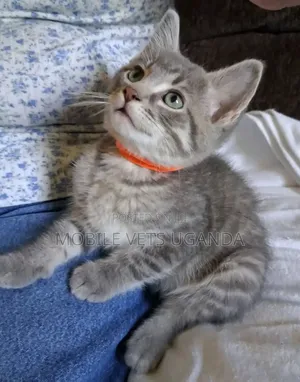1-3 Month Male Purebred American Shorthair Kitten