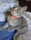 1-3 Month Male Purebred American Shorthair Kitten - 1