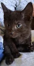 1-3 Month Male Purebred American Shorthair Kitten - 2