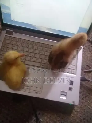 Day Old Kuroiler Chicks for Sale