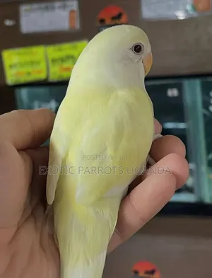 Budgies (Baby Male)