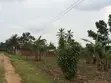 50x100 Residential Plot Along Matugga-Semuto Road - 2