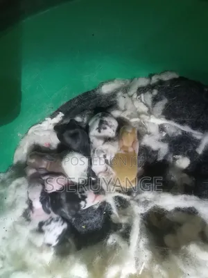 Local Rabbits for Sale