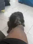 Purebred Maltese Puppy - 3-6 Months - 2