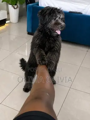 Purebred Maltese Puppy - 3-6 Months