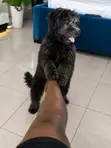 Purebred Maltese Puppy - 3-6 Months - 5