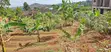 Land for Sale - Luwelo - 1