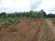 3 Plots for Sale in Gayaza Kiwenda Luwunga - 2