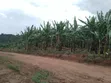 3 Plots for Sale in Gayaza Kiwenda Luwunga - 3