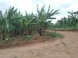 3 Plots for Sale in Gayaza Kiwenda Luwunga - 4
