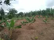 3 Plots for Sale in Gayaza Kiwenda Luwunga - 5