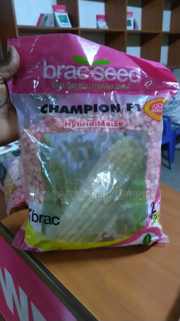 Champion F1 Hybrid Maize Seeds - 1