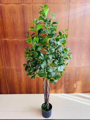 Home Plants and Flowers